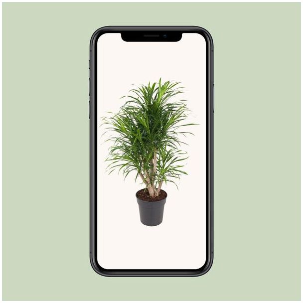 Dracaena Anita - Ø24cm - ↕100cm