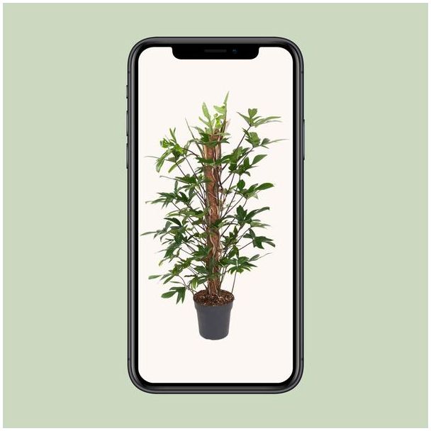 Philodendron Pedatum - Ø24cm - ↕120cm