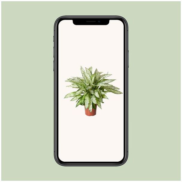 Dieffenbachia Vesuvius - Kamerplant met opvallende licht groene bladeren - 80cm hoog