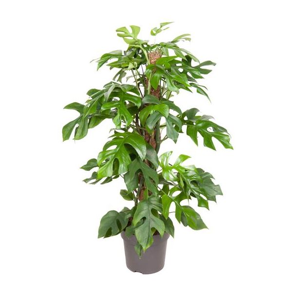 Gatenplant, Groene Kamerplant, Tropisch,  Monstera Deliciosa - Ø19cm - ↕80cm