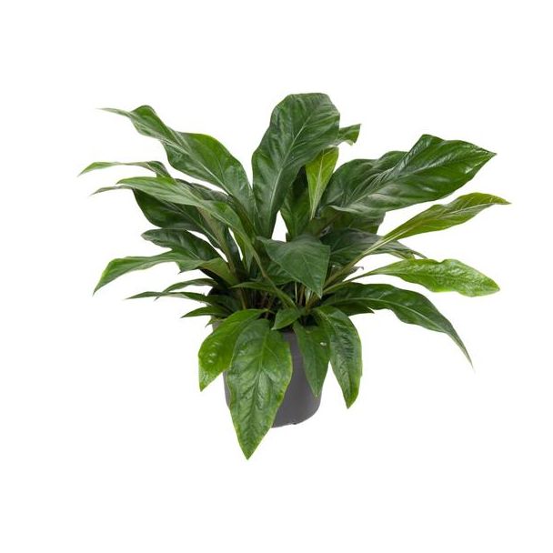 Anthurium Jungle Bush - 70 cm hoog - Oerwoudstruik - Kamerplant met tropische uitstraling