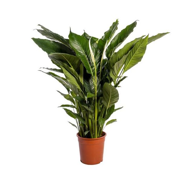 De Lepelplant of De VredesLelie, Bekend om zijn Witte Bloemen,Spathiphyllum Sweet Sebastiano -  Ø24cm - ↕110cm