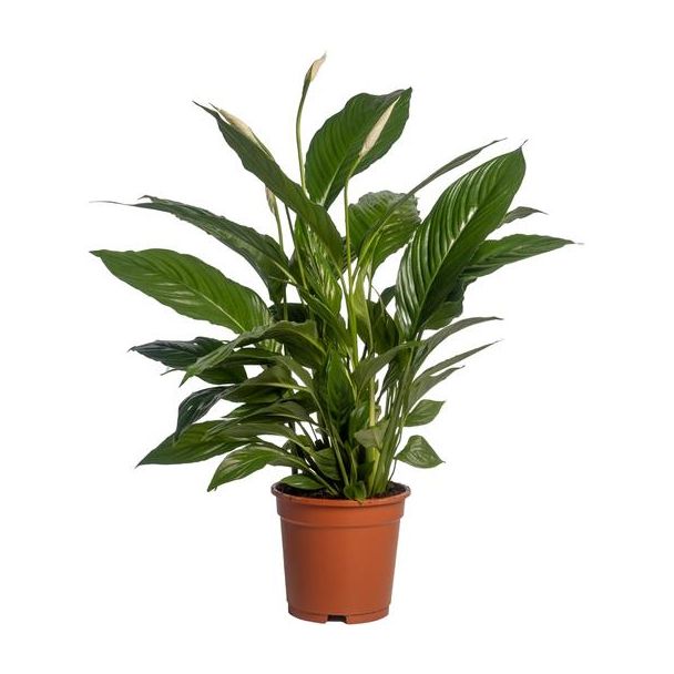 3 stuks De Lepelplant of De VredesLelie, Bekend om zijn Witte Bloemen,Spathiphyllum Vivaldi  -  Ø17cm - ↕70cm