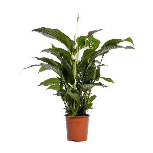 De Lepelplant of De VredesLelie, Bekend om zijn Witte Bloemen,Spathiphyllum Bellini -  Ø24cm - ↕100cm