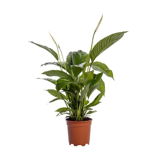 2 stuks De Lepelplant of De VredesLelie, Bekend om zijn Witte Bloemen,Spathiphyllum Bingo Cupido -  Ø19cm - ↕80cm