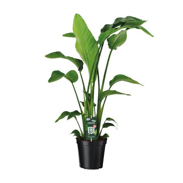 Witte Paradijsvogelplant, Tropische Groene Plant, Strelitzia Nicolai,  Ø19cm - ↕90cm