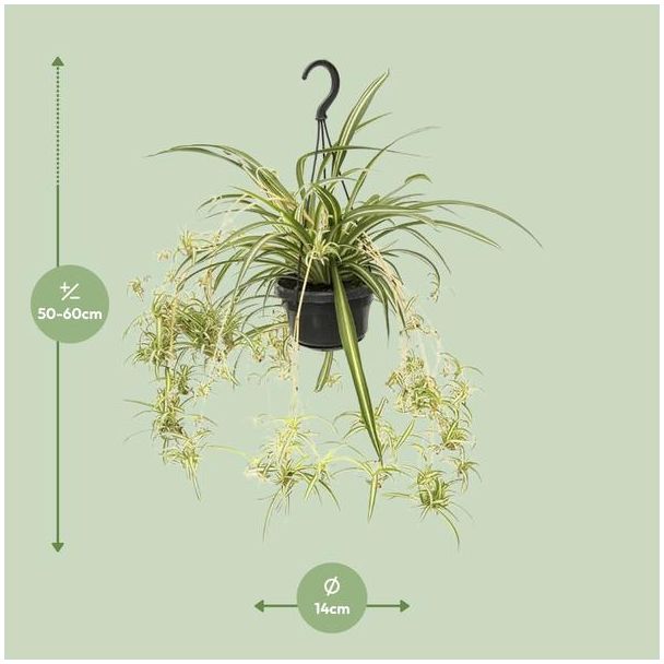 Graslelie 60 cm