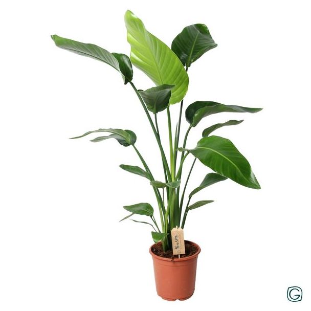 Witte Paradijsvogelplant, Tropische Groene Plant, Strelitzia Nicolai,  Ø21cm - ↕100cm