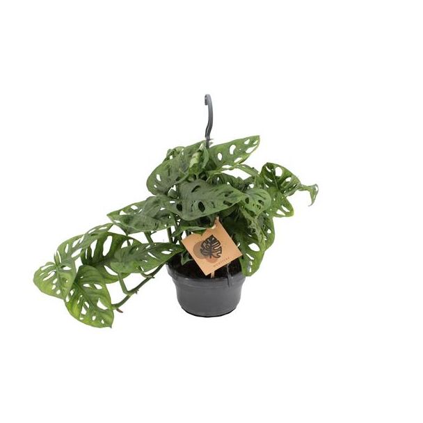 Gatenplant, Groene Kamerplant, Tropisch,  Monstera Deliciosa - Ø14cm - ↕30cm