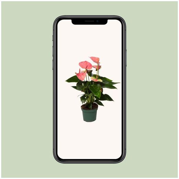 Anthurium Sweet Dream - Ø12cm - ↕35cm