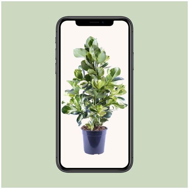 Clusia Rosea White Star ca. 95cm hoog - decoratieve plant perfect voor woonkamers