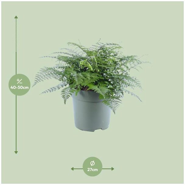 Asplenium Parvati afmetingen