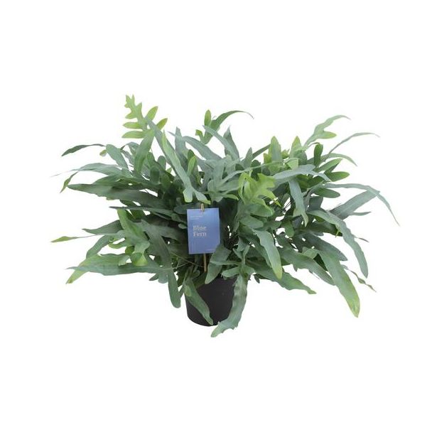 Phlebodium Aureum Blue Star - Ø17cm - ↕50cm Blue Fern   Blauwe varen