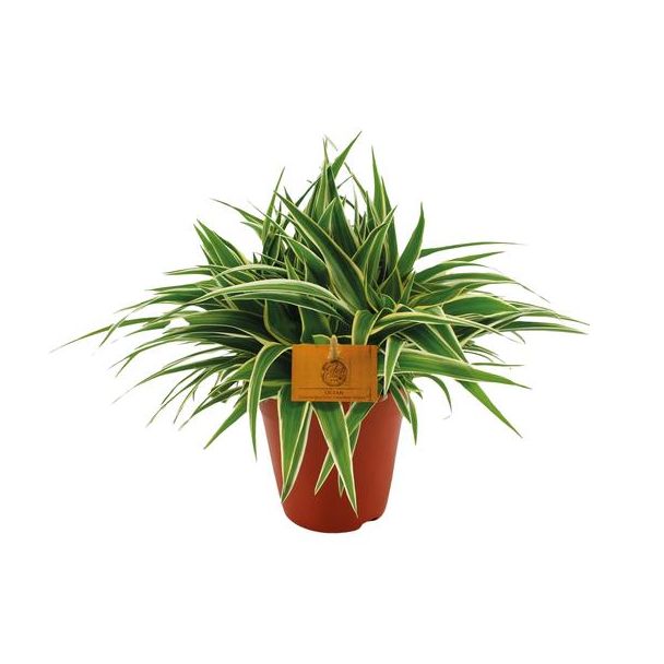 De Spinplant / Graslelie met Bonte Bladeren, Chlorophytum Ocean - Ø15cm - ↕25cm