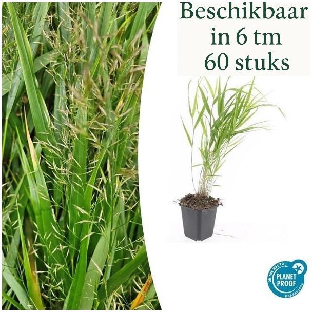 6 - 60 stuks Stuks Japans Siergras, Creme Pluimen, Hakonechloa macra - ↕10-25cm - Ø9cm