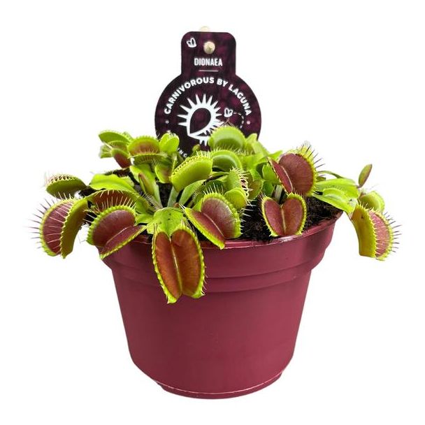 Dionaea Muscipula - Ø12 ↕12