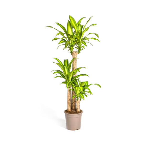 dracaena-fragrans-massangeana-kamerplant