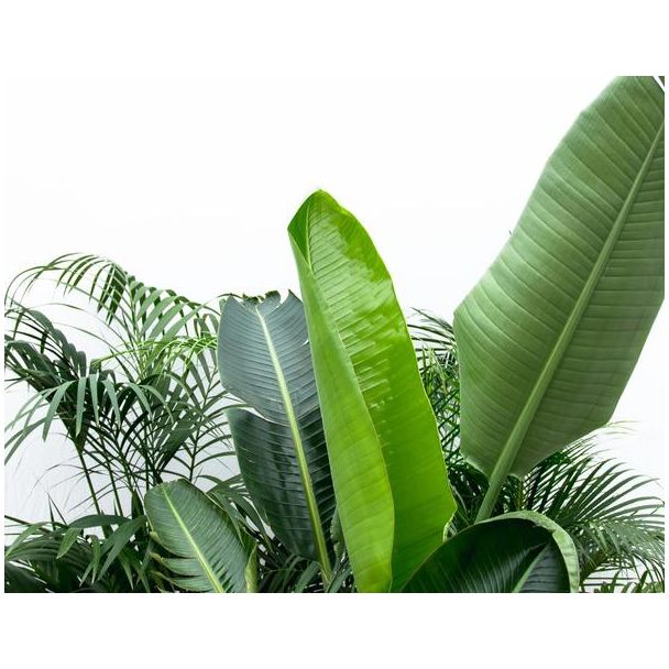 Voordeelpakket XXL - Kentia 200 cm  Strelitzia Nicolai 225 cm  Areca 200 cm