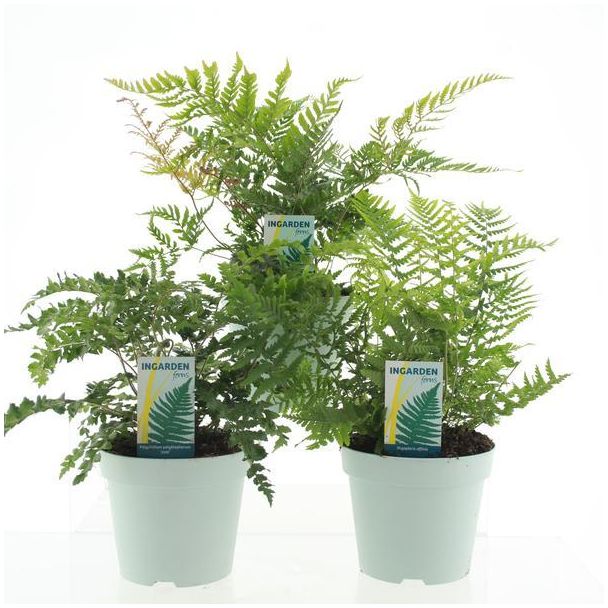 Buitenvarens Mix - 3 stuks - Ø17cm - ↕35cm