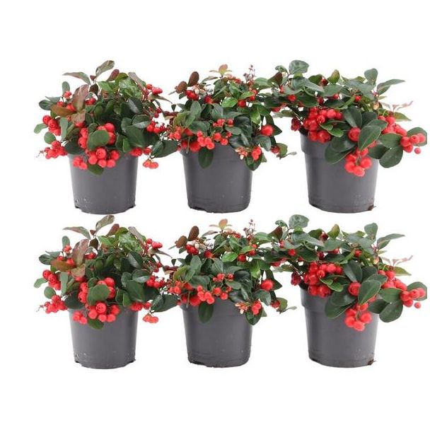 6x Gaultheria procumbens  Big Berry  | 12 cm Ø | 15-20 cm ↕