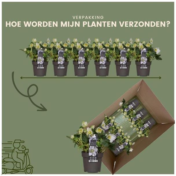 Beeld