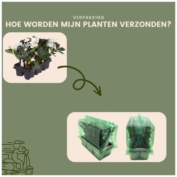 Beeld