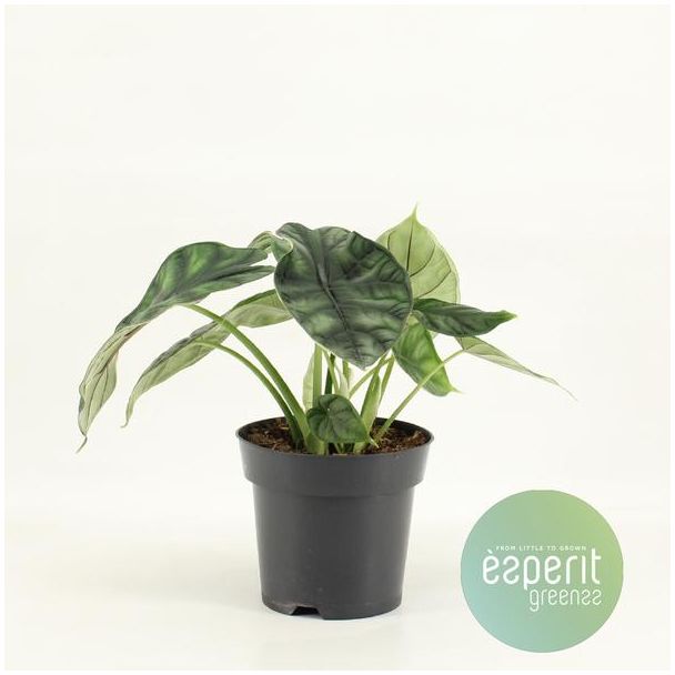 Drakenplant, Alocasia Drakenschub,  Ø14cm - ↕25cm Hoog