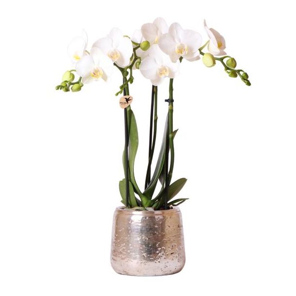 Mooie Vlinderorchidee Amabilis, Kleur Wit, + Luxury sierpot zilver,  Ø9cm, 40cm hoog