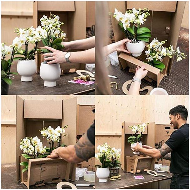 Kolibri Orchids | witte Phalaenopsis orchidee – Amabilis + Luxury sierpot zilver – potmaat Ø9cm – 40cm hoog | bloeiende kamerplant in bloempot - vers van de kweker