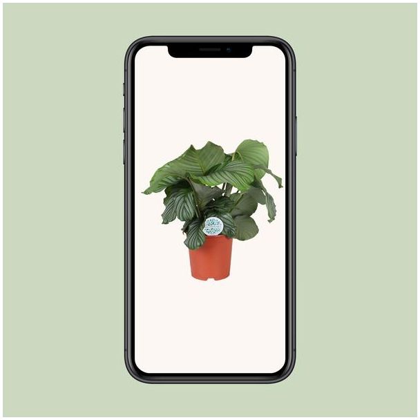 Calathea Orbifolia - Ø21cm - ↕70cm