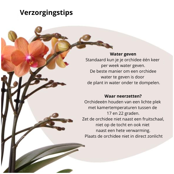 Beeld