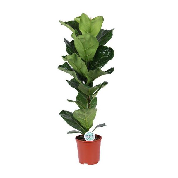 bVioolbladplant, Tropische Kamerplant, Ficus Lyrata  Ø21- 90cm Hoog