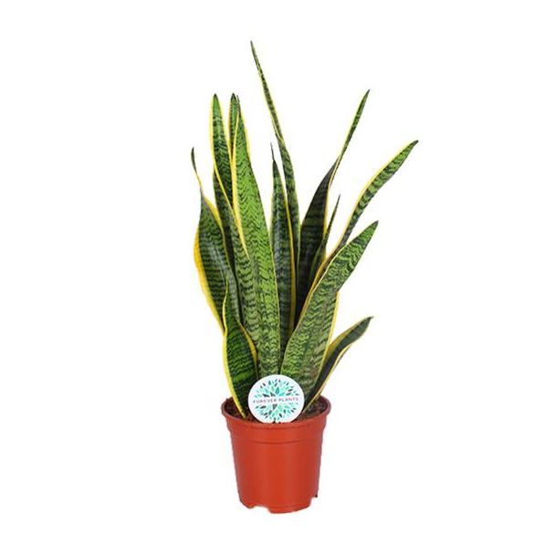 Vrouwentong,  Goudrandplant, Zwaardvormig Donkergroen Blad met Gele Rand, Sansevieria Laurentii - Ø17cm - ↕60cm