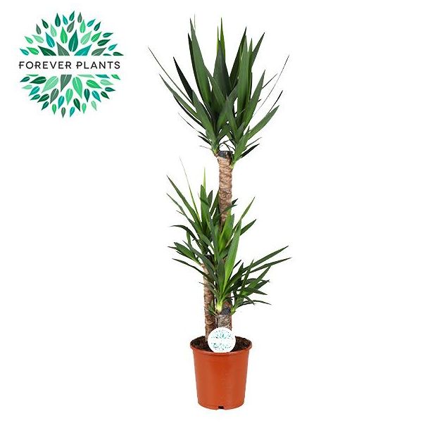 Yucca, Onderhoudsvriendelijke kamerplant 125 cm hoog - groenblijvende succulente