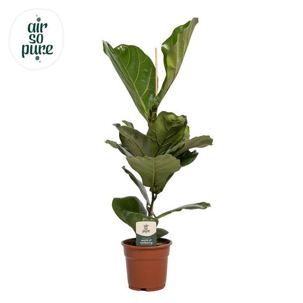 aVioolbladplant, Tropische Kamerplant, Ficus Lyrata  Ø17- 60cm Hoog