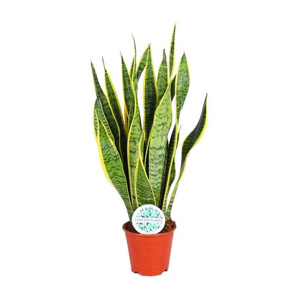 Vrouwentong,  Goudrandplant, Zwaardvormig Donkergroen Blad met Gele Rand, Sansevieria Laurentii - Ø14cm - ↕50cm