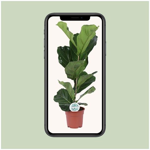 Vioolbladplant, Tropische Kamerplant, Ficus Lyrata  Ø17- 60cm Hoog