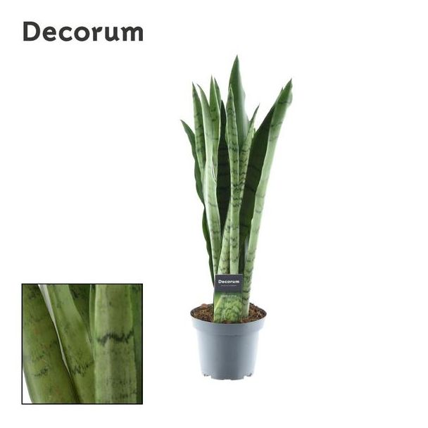 Vrouwentong, De Slangenplant, Zwaardachtig lichtgroen Blad met zilverachtige Vlekken/Strepen, Sansevieria Zeylanica  Ø14cm - ↕55cm