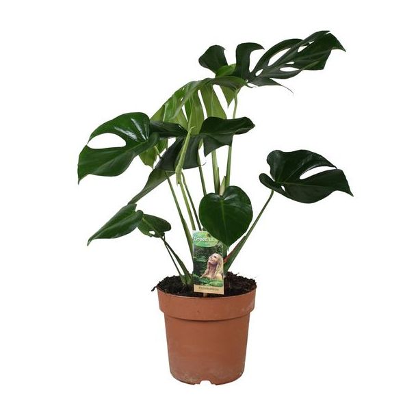 De Gatenplant, Tropisch, Monstera Deliciosa,Groene Kamerplant,  - Ø21cm - ↕80cm