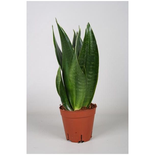 Vrouwentong, Zwaardvormig Donker Blad, Sansevieria Dark Diamond - Ø14cm - ↕40cm