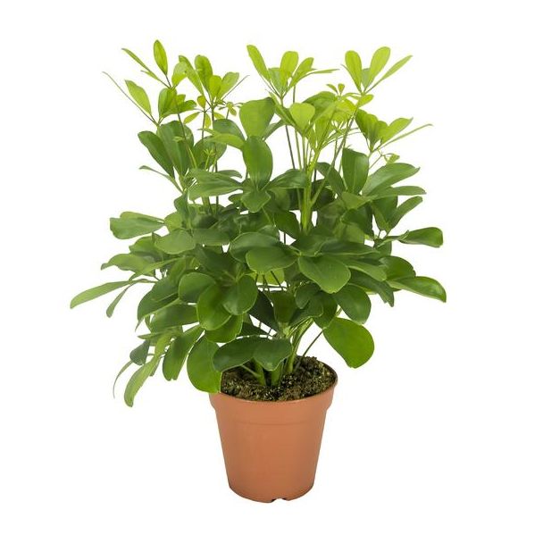 Parapluplant, Groene Plant, Schefflera Nora - Ø13- 35cm Hoog