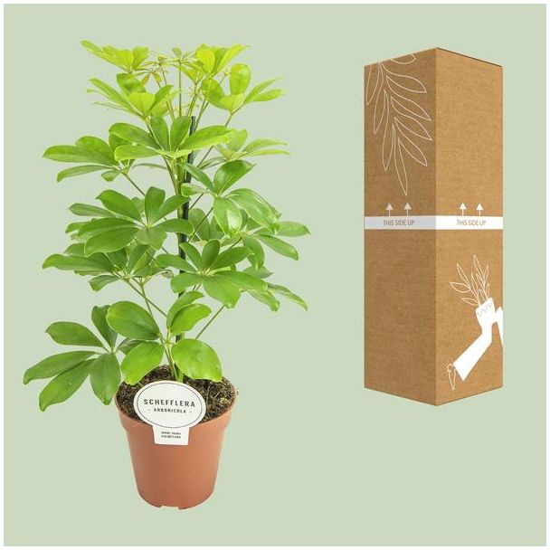 Beeld