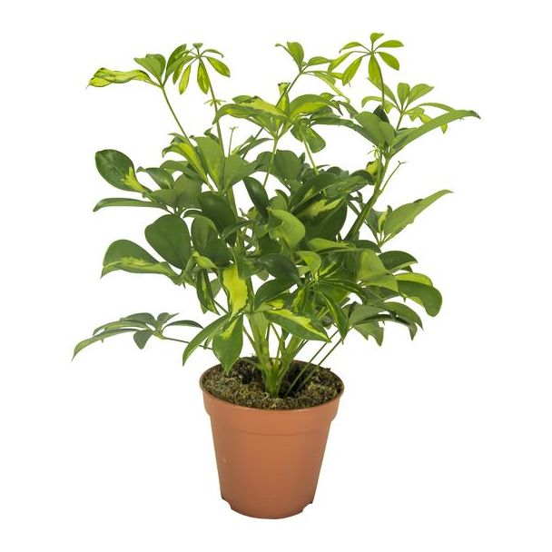 Paraplu-Plant, Groene Kamerplant, Schefflera Gerda - Ø13cm - ↕35cm