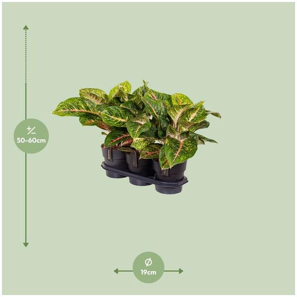 Beeld