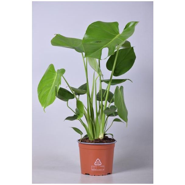 De Gatenplant, Groene Kamerplant, Tropisch, Monstera Deliciosa - Ø17cm - ↕60cm