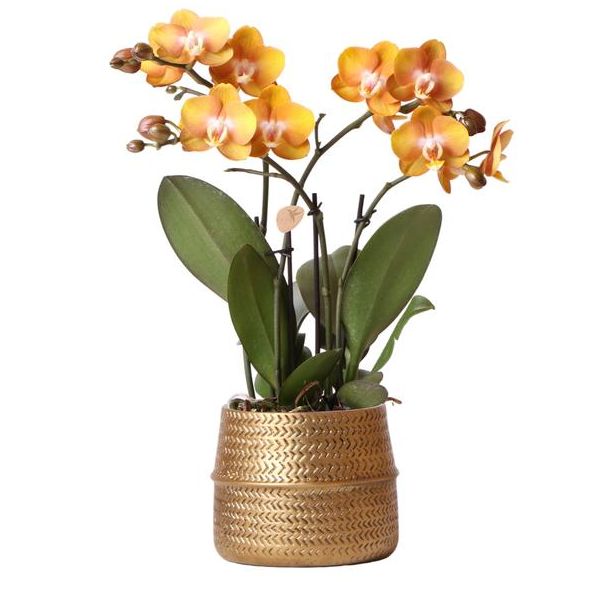 Mooie Vlinderorchidee Las Vegas, , Kleur Geel met Oranje, + Gouden Groove Sierpot,  Ø12cm, 35cm hoog