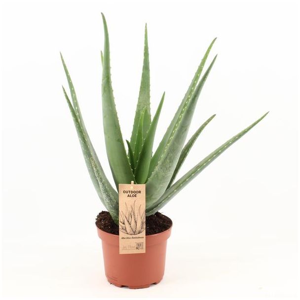 Aloe Vera,  Ø19cm - 70, Groene Plant,  Medicinale eigenschappen