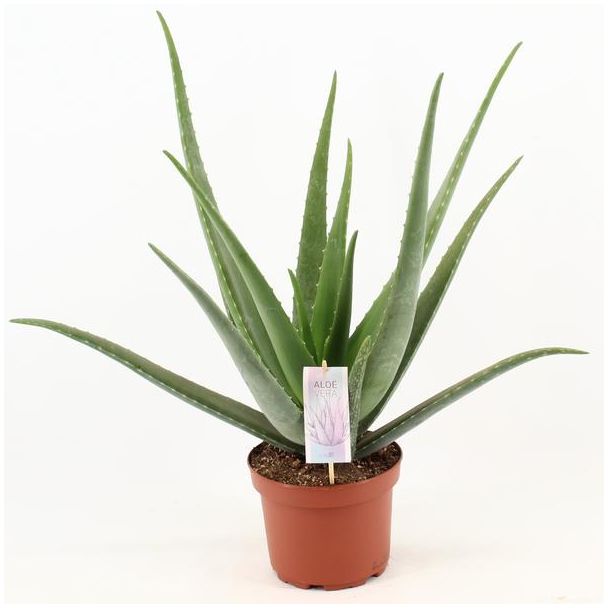 Aloe Vera,  Ø19cm - ↕70cm, Groene Plant,  Medicinale eigenschappen