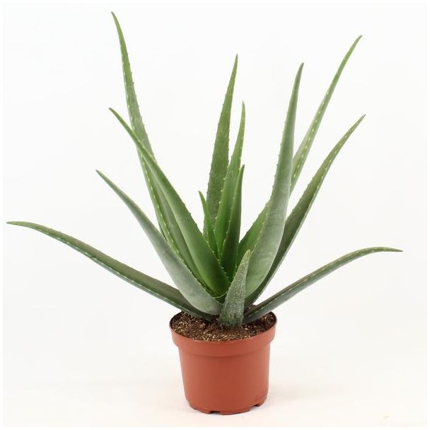 Aloe Vera,  Ø19cm - ↕70cm, Groene Plant,  Medicinale eigenschappen