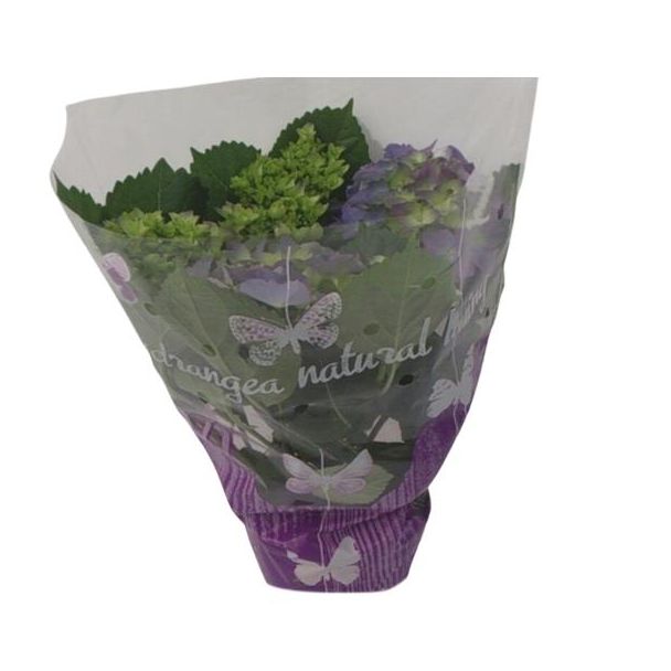 Hortensia, Kleur Blauw, Tuinplant, Hydrangea Blauw - Ø14cm - ↕35cm